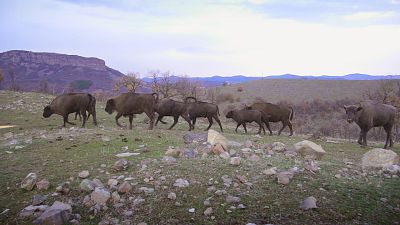 Descubra un paraíso de biodiversidad en un safari por los montes Ródope