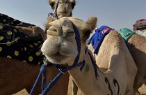 تشخیص استفاده از بوتاکس و جراحی زیبایی شترها در مسابقات شتر عربستان؛ تصویر مربوط به ماه اوت است