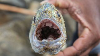 A fish dies as a result of ingesting nurdles. A total of over  470 turtles, nearly 50 dolphins and 8 whales washed ashore, dead, after Sri Lanka's 2021 nurdle spill.