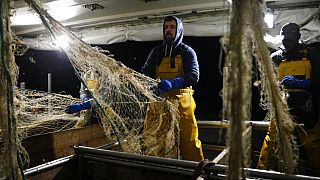  İngiltere 5'i Jersey karasularında olmak üzere toplam 23 AB teknesine balıkçılık lisansı verdi