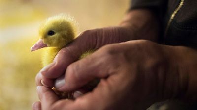 Foie gras is banned at official governmental events in Lyon over welfare concerns to ducks and geese