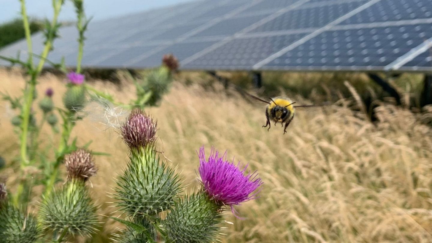 Planting wildflowers around solar panels could make them a home