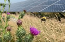 Planting wildflowers around solar panels could make them a home for bees.