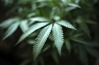 Citizens in Malta will be allowed to grow up to four cannabis plants at home.