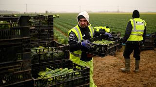 Migrant worker flower pickers from Romania harvest daffodils on Taylors Bulbs farm near Holbeach in eastern England, on March 3, 2021. 