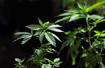 Archives : plant de cannabis - 12/04/2018