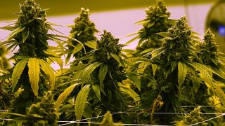Malta legaliza el cultivo y consumo de cannabis con fines recreativos