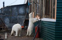 Polar bears at Cape Zhelaniya weather station.