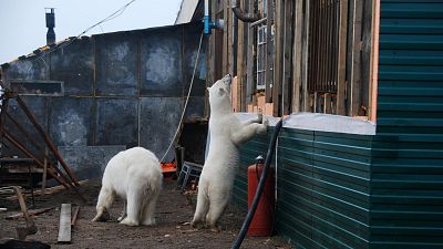Polar bears at Cape Zhelaniya weather station. Polar bears at Cape Zhelaniya weather station.