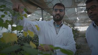 Marrocos lança as sementes para a revolução agrícola em África