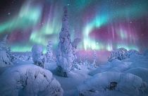 “Forest of the Lights”, Alaska, USA.