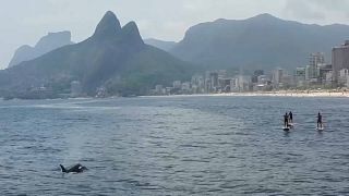 Orcas ao largo de Ipanema