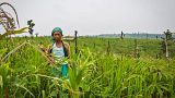 A farmer in a jhum field of millet cultivation A farmer in a jhum field of millet cultivation