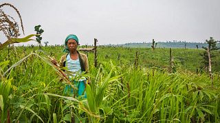 A farmer in a jhum field of millet cultivation