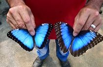 Donald Arce muestra dos mariposas de la especie morpho azul