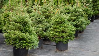 London Christmas Tree Rental has been founded in 2018.