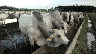 Europäische Handelsunternehmen listen brasilianisches Rindfleisch aus