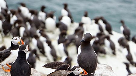 A large group of puffins sit on rocks