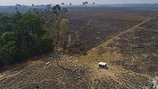 Une zone où la forêt a été détruite pour le bétail, le 23 août 2020, dans l'Etat du Para, Brésil
