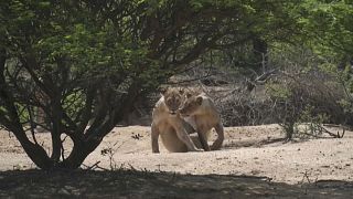 South Africa snips lions to manage species 