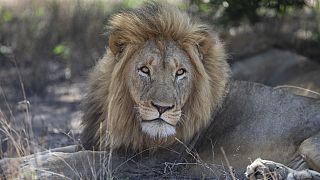 Afrique du Sud : contrôle de natalité des lions contre la surpopulation