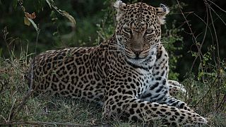 Kenya : un léopard créé la panique en entrant dans une maison