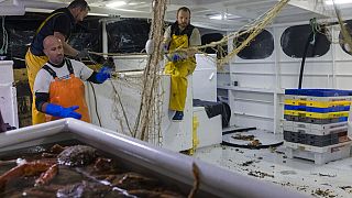 Fischereistreit: Frankreich will Post-Brexit-Verfahren gegen Großbritannien