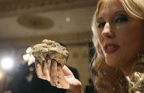 Auction organizer Giselle Oberti shows off an Italian white truffle, weighing 338 grams (0.74 lb), the largest truffle ever to be found in Tuscany, in Dec 2009