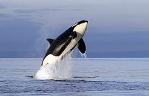Косаток называют единственными настоящими хищниками среди китов, но люди в их рацион не входят