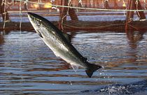 Atlantic Salmon is an iconic species for Scotland.