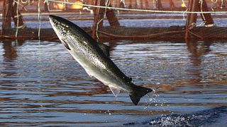 Atlantic Salmon is an iconic species for Scotland.