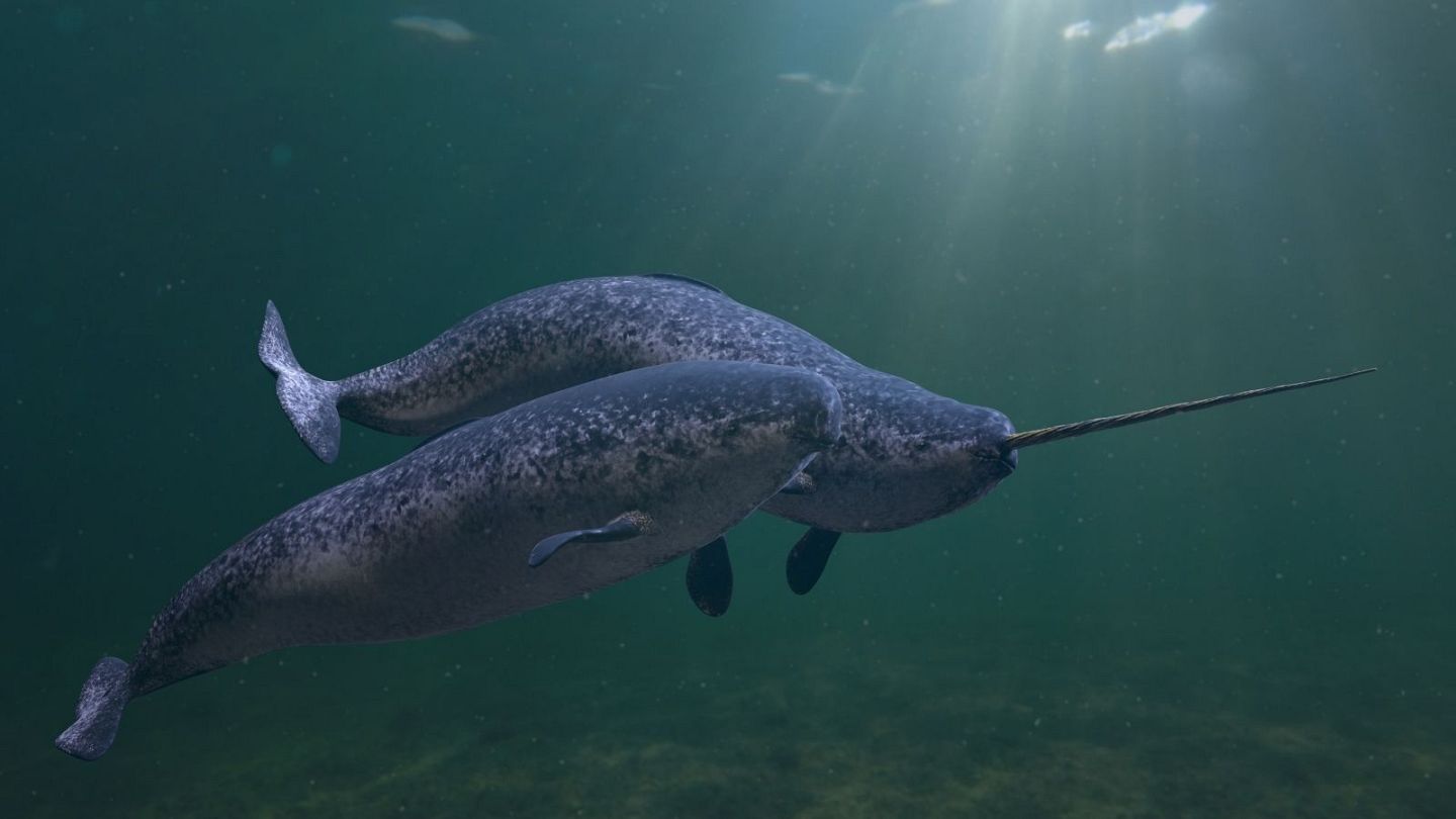 Narwhals are suffering from noisy ships and airguns in the Arctic, new  study finds | Euronews