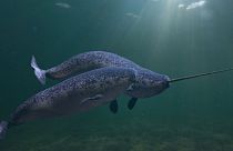 A 3D rendering of narwhals - called 'the unicorns of the sea' because of the male's long single tusk.