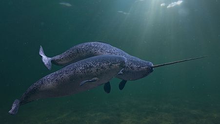A 3D rendering of narwhals - called 'the unicorns of the sea' because of the male's long single tusk.