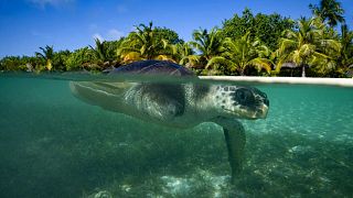 April lost one of her flippers due to plastic pollution in the Indian Ocean