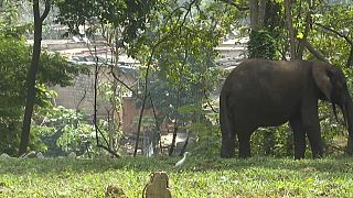 Côte d’Ivoire: Abidjan national zoo re-opens after a year of closure 