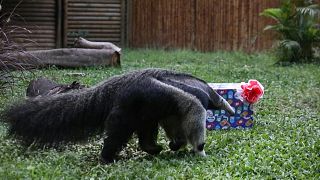 Animais em jardim zoológico da Colômbia regalam-se com prendas no Natal
