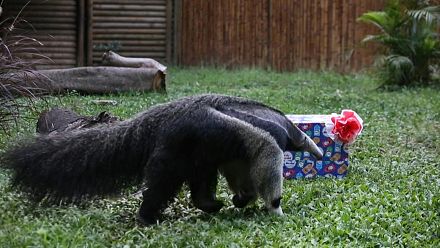 Cali zoo animals receive gifts to celebrate Christmas
