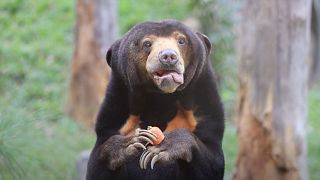 All the bears got a gift this Christmas in this sanctuary