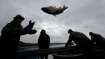Ogni autunno, i pescatori cechi si dedicano alla tradizione secolare di catturare carpe per i mercatini di Natale