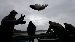 Each autumn, Czech fishermen get to serious business of a century-long tradition of catching carp for Christmas markets