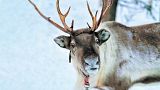 Reindeer at Snow Winter Forest at Finnish Saami farm in Rovaniemi, Lapland, in northern Finland.
