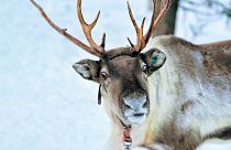 Reindeer at Snow Winter Forest at Finnish Saami farm in Rovaniemi, Lapland, in northern Finland.