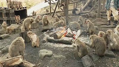 Monkeys gathering around a bonfire in Aichi zoo winter solstice custom