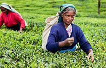برداشت چای در مزارع سریلانکا