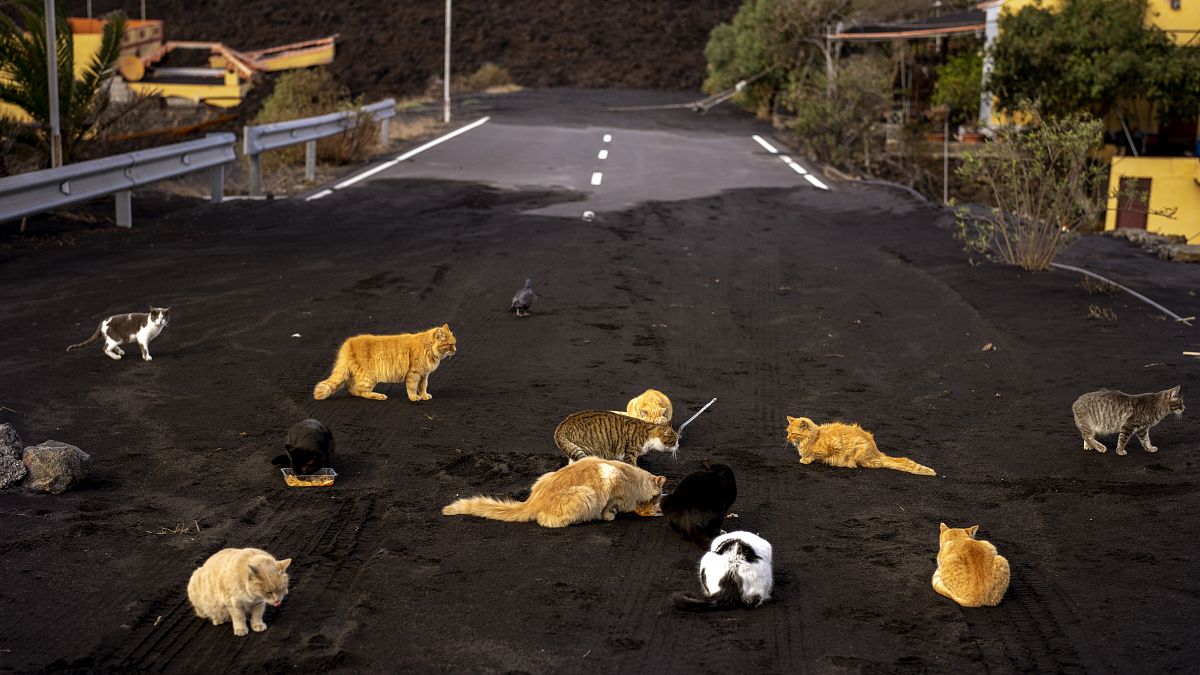 Des chats errent sur une route couverte de cendres près du volcan Cumbre Vieja à La Palma, dans les îles Canarie, 03/12/2021