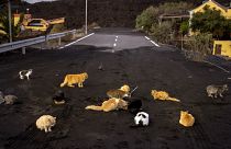 Des chats errent sur une route couverte de cendres près du volcan Cumbre Vieja à La Palma, dans les îles Canarie, 03/12/2021