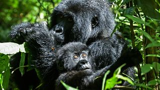 Rwanda's mountain gorilla population is growing