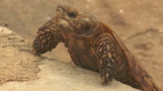 Kenya: The commercial farm keeping Pancake tortoises to help prevent extinction