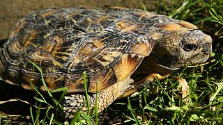 L'Afrique de l'Est en sanctuaire de tortues crêpes